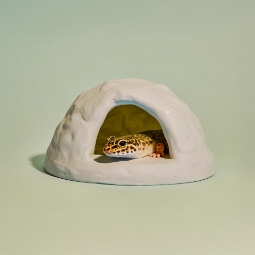 &Phi;&omega;&tau;&omicron;&gamma;&rho;&alpha;&phi;ί&alpha; &kappa;&alpha;&tau;&eta;&gamma;&omicron;&rho;ί&alpha;&sigmaf;: &Alpha;&xi;&epsilon;&sigma;&omicron;&upsilon;ά&rho; &Epsilon;&nu;&delta;&iota;&alpha;&iota;&tau;&eta;&mu;ά&tau;&omega;&nu; &Mu;&iota;&kappa;&rho;ώ&nu; &Zeta;ώ&omega;&nu;